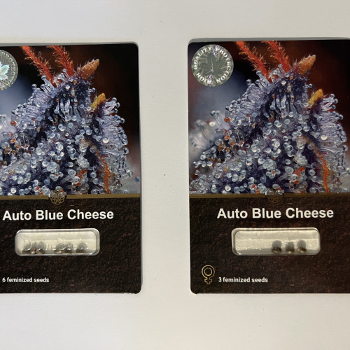 ყიდვა თესლი Auto Blue Cheese