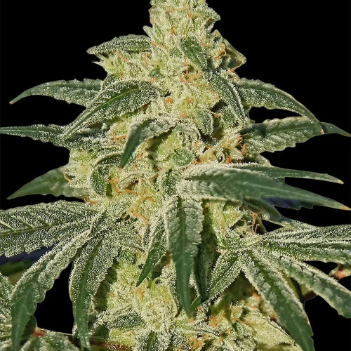 თესლი Afghan Hash Plant