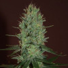 Amnesia Haze Auto 