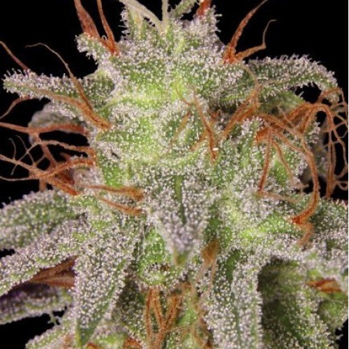 თესლი Amnesia Lemon