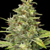 G13 Haze Barney Farm