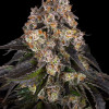 Girl Scout Cookies Barney Farm