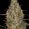 Glue Gelato Auto