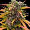 Gorilla Glue Auto Barney Farm