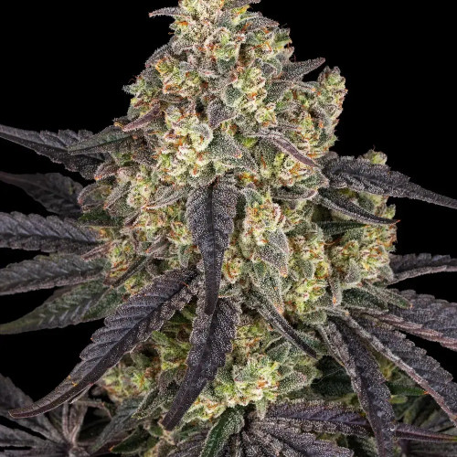 თესლი Kush Mintz