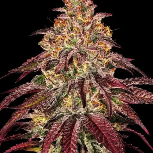 თესლი Mimosa x Orange Punch Auto