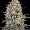 Sour Strawberry Barney Farm