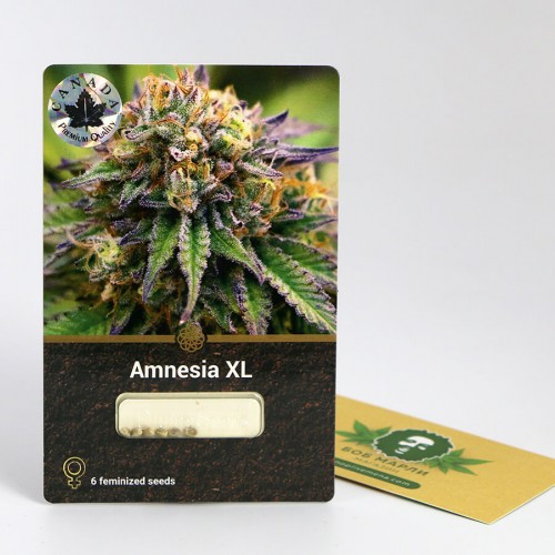 თესლი Amnesia XL
