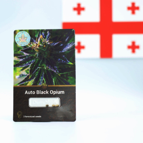 კენჭი თესლი Auto Black Opium