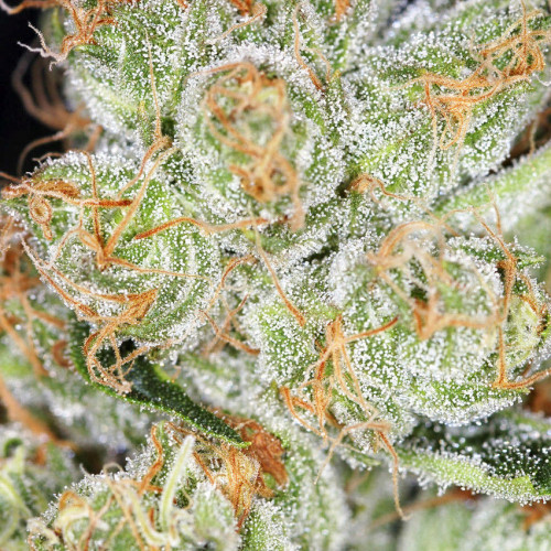 კენჭი თესლი Auto Hindu Kush